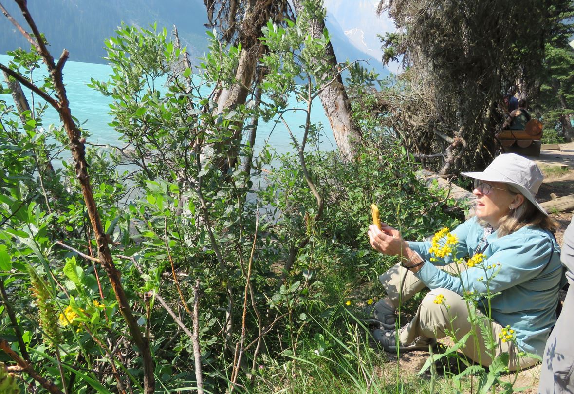 Ginny snaps a picture of a plant to identify it as native or not.